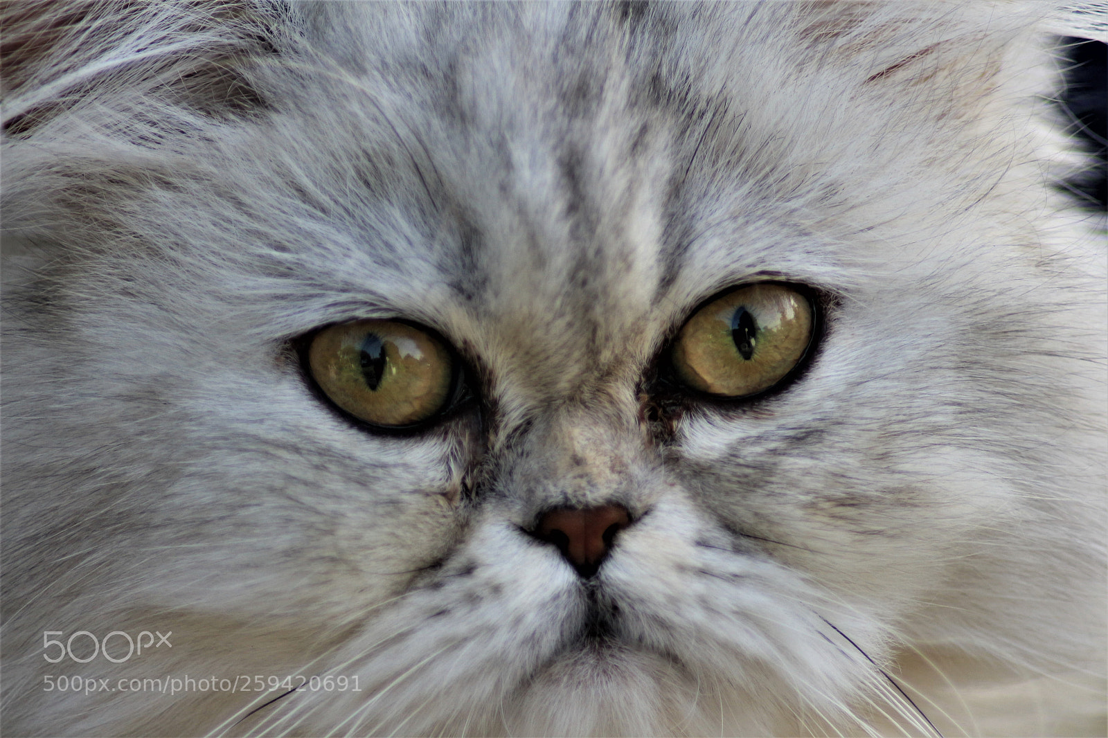 Canon EOS 700D (EOS Rebel T5i / EOS Kiss X7i) sample photo. Cat king photography