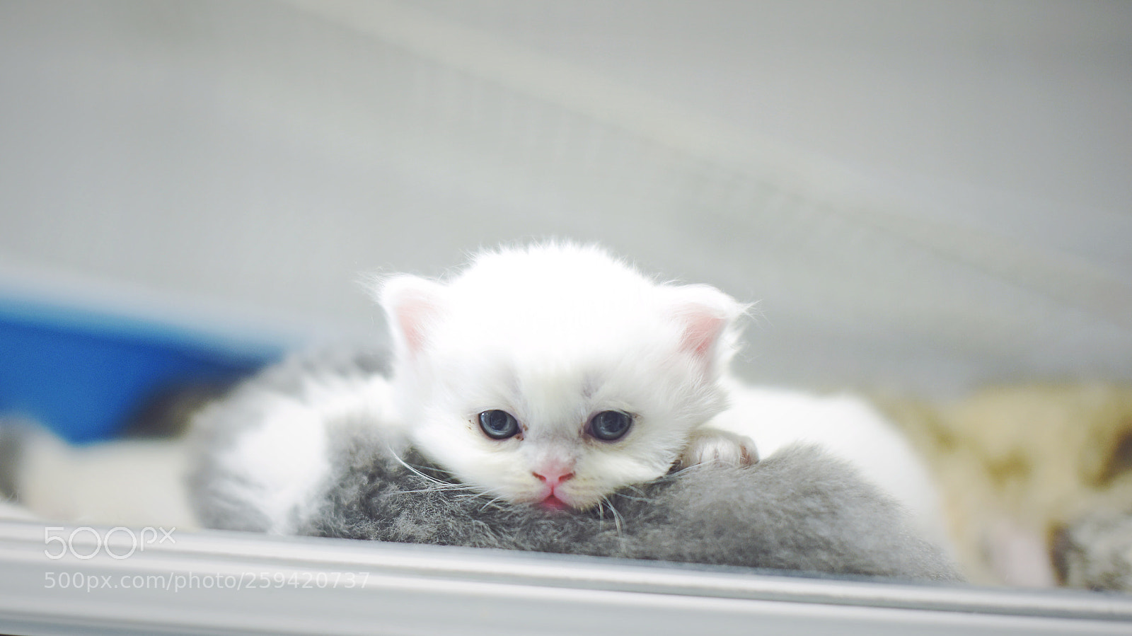 Nikon D810 sample photo. Untitled photography