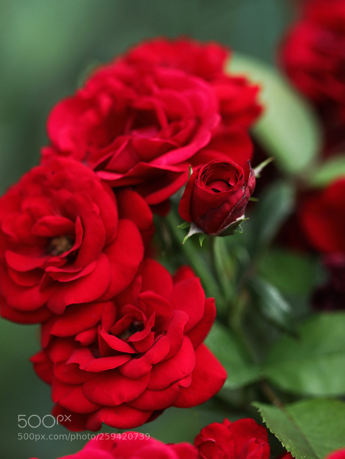 Canon EOS 600D (Rebel EOS T3i / EOS Kiss X5) sample photo. Red photography
