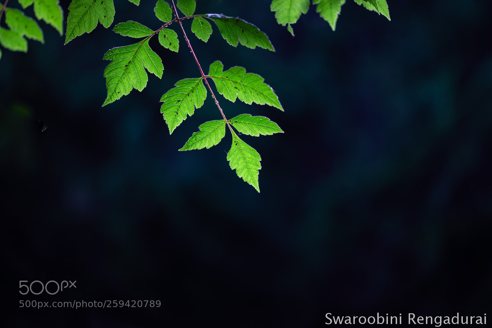Canon EOS 6D sample photo. Light photography
