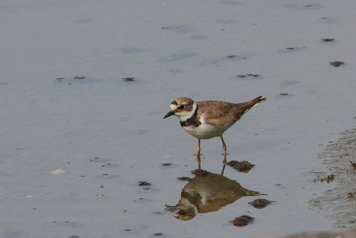 Canon EF 400mm F5.6L USM sample photo. Petit gravelot charadrius dubius - little ringed plover photography