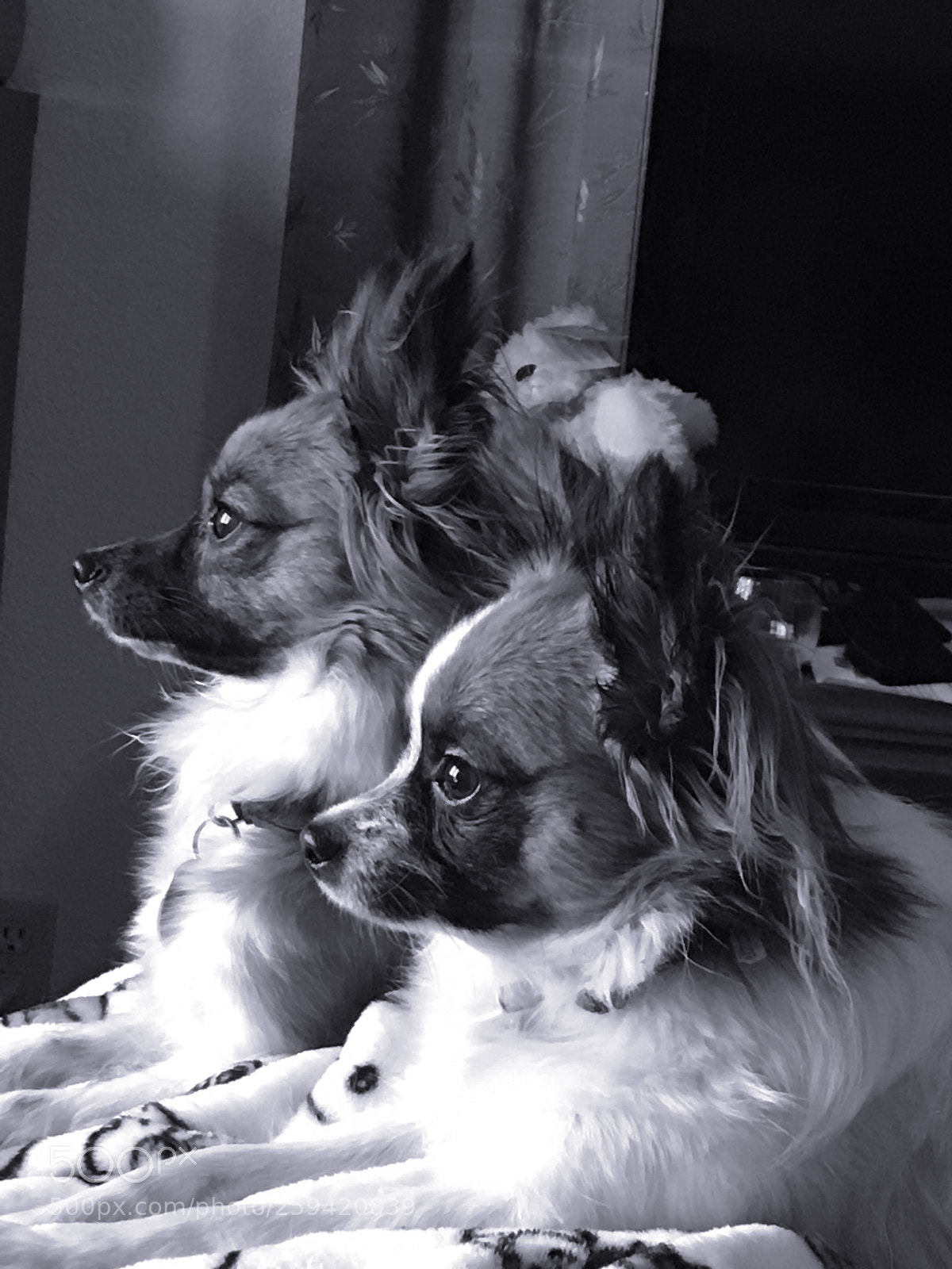Apple iPhone 6s Plus sample photo. Brothers (not really) photography