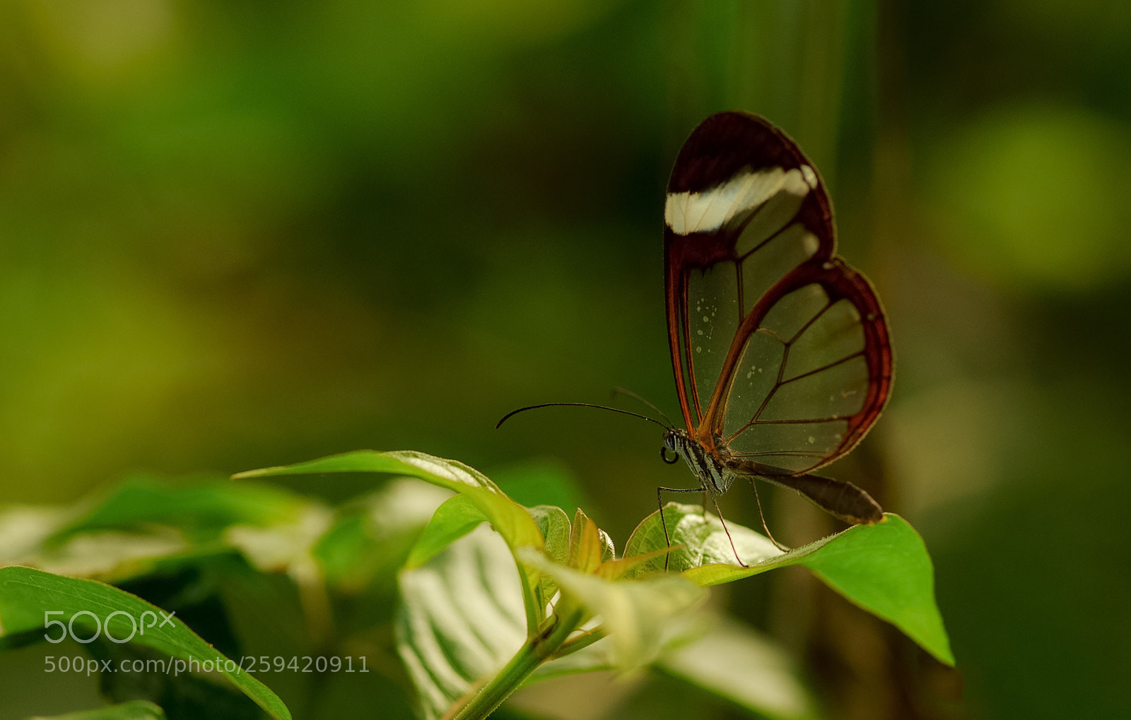 Canon EOS 6D sample photo. Glass wings photography