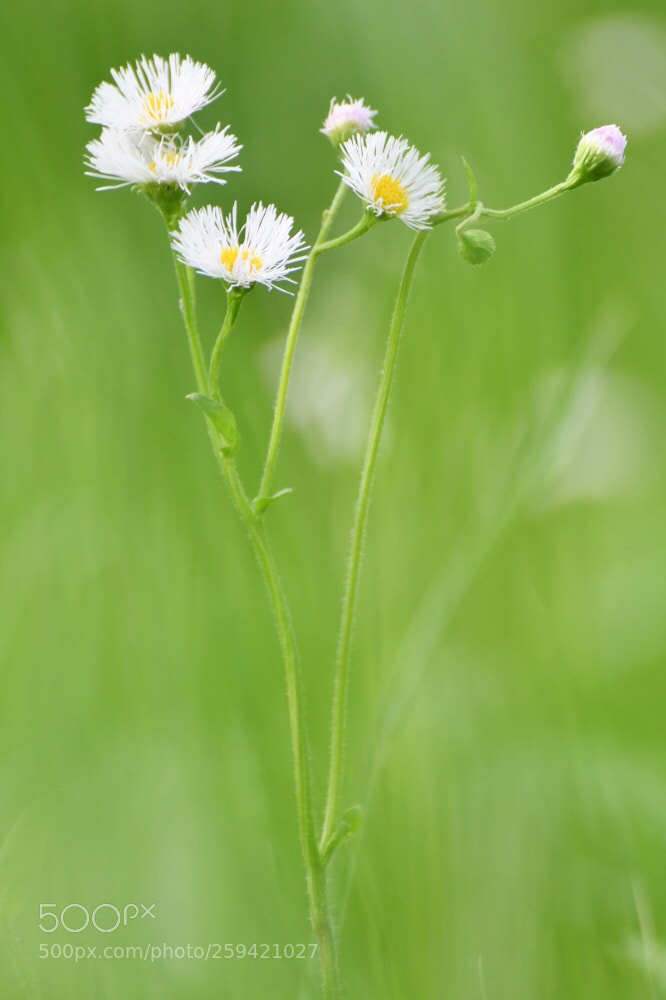 Nikon D850 sample photo. Appearance  photography