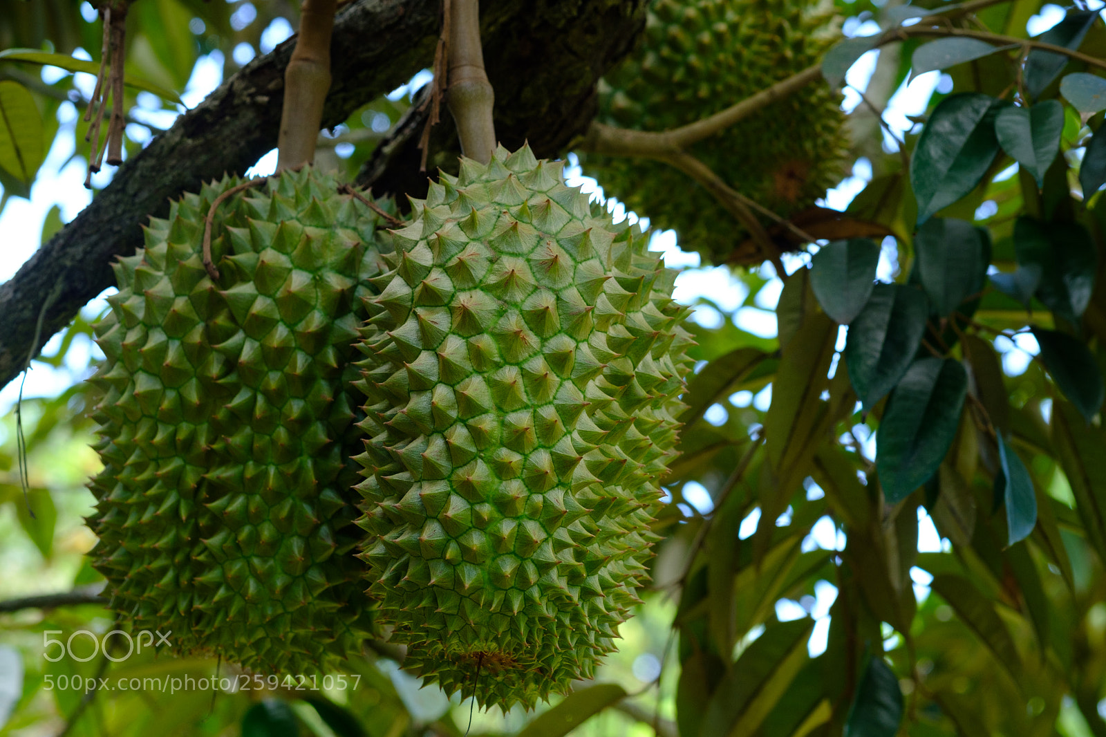 Fujifilm X-T2 sample photo. Organic thai fruit photography