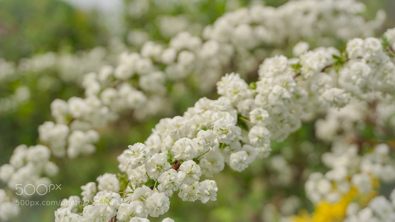 Sony a6000 sample photo. Colourful flower of kashmir photography