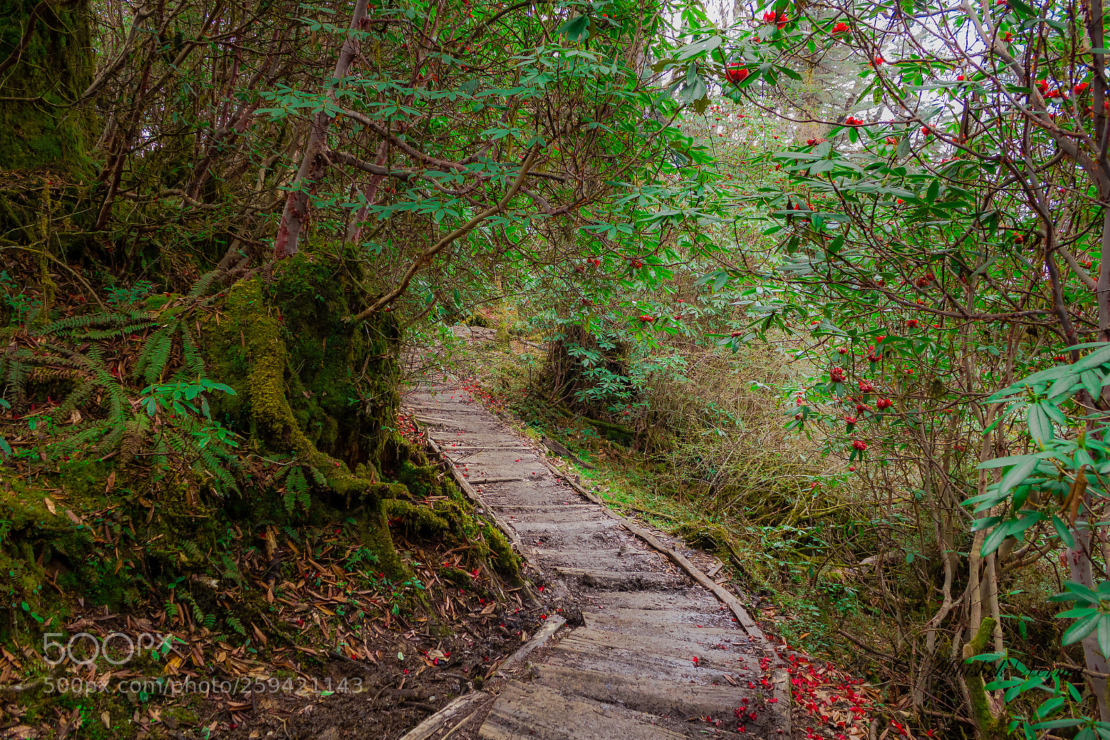 Canon EOS 550D (EOS Rebel T2i / EOS Kiss X4) sample photo. Heavenly path photography