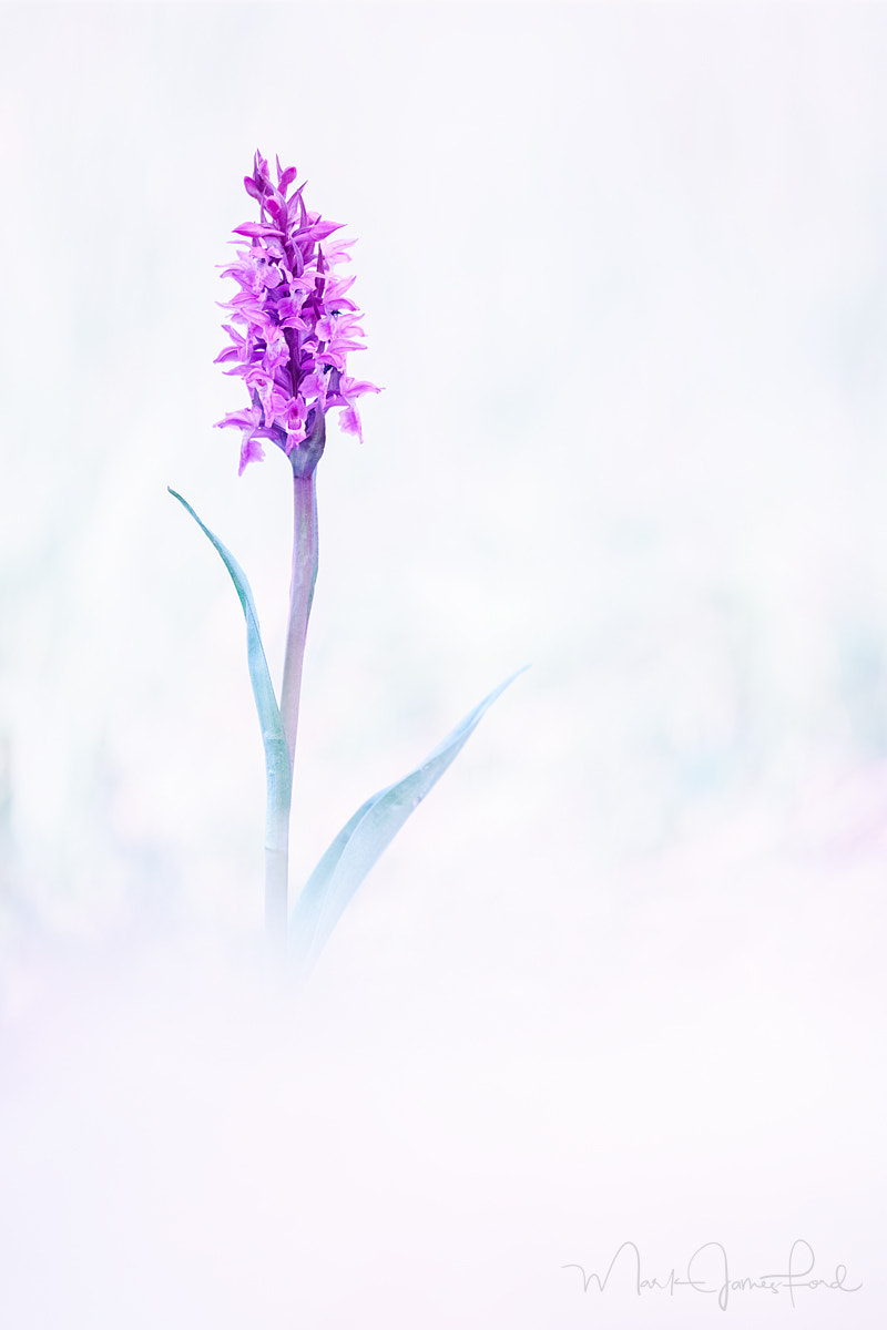Sigma sd Quattro H sample photo. Orchid mist photography