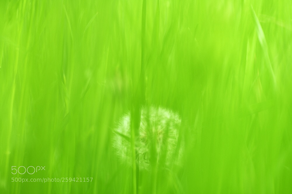 Nikon D850 sample photo. A hidden lion photography
