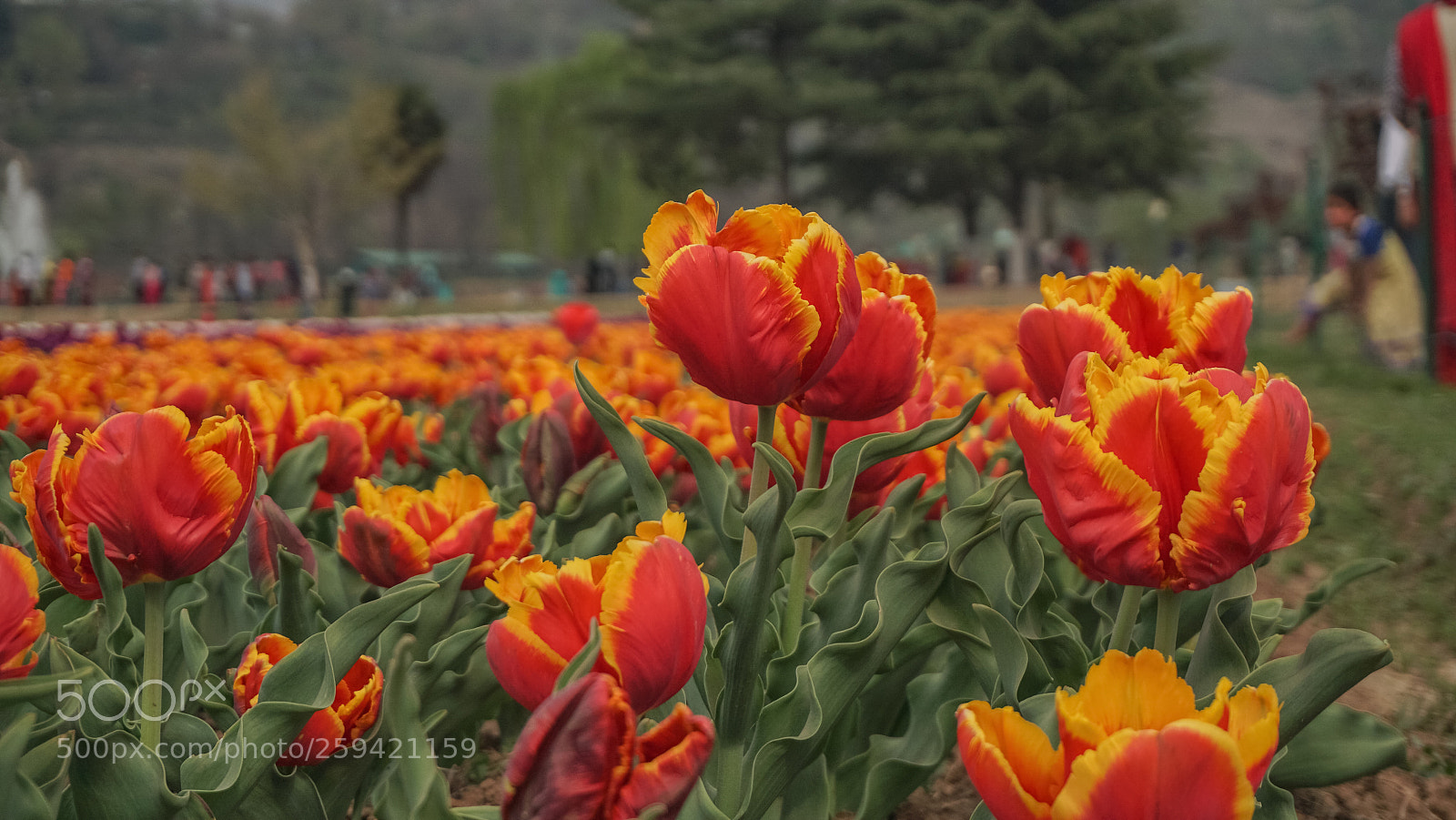 Sony a6000 sample photo. Colourful flower of kashmir photography