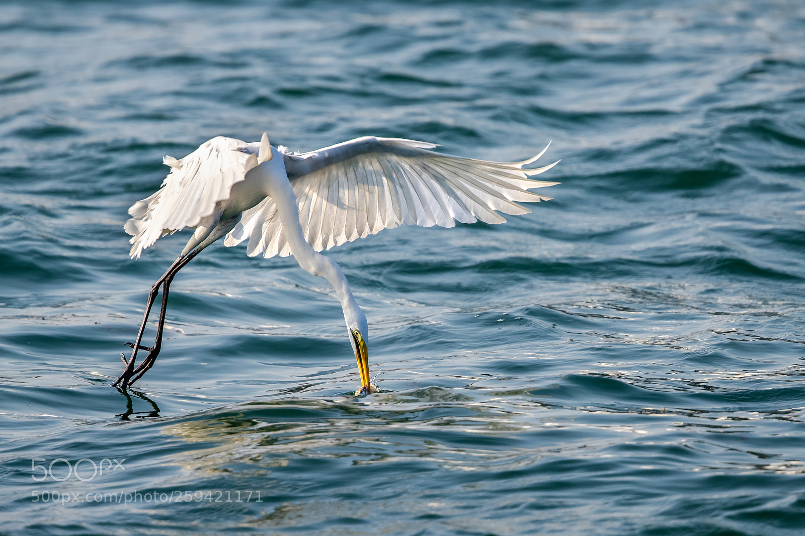 Canon EOS-1D X Mark II sample photo. Great egret ardea alba photography