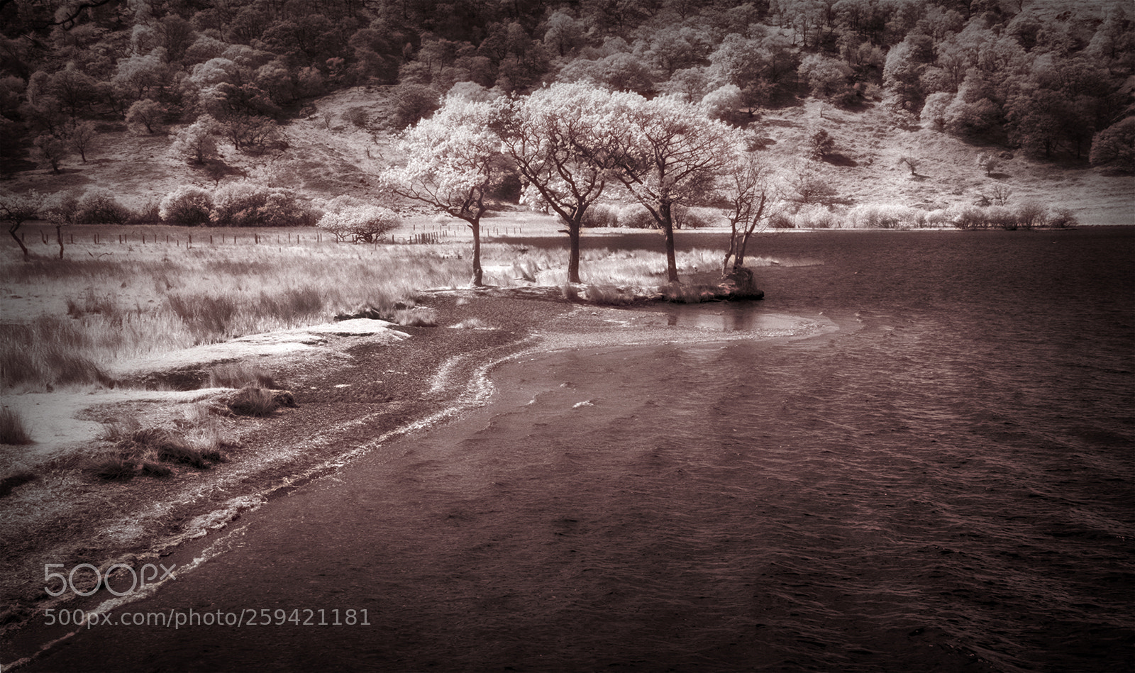 Sony Alpha DSLR-A100 sample photo. Ullswater trees photography