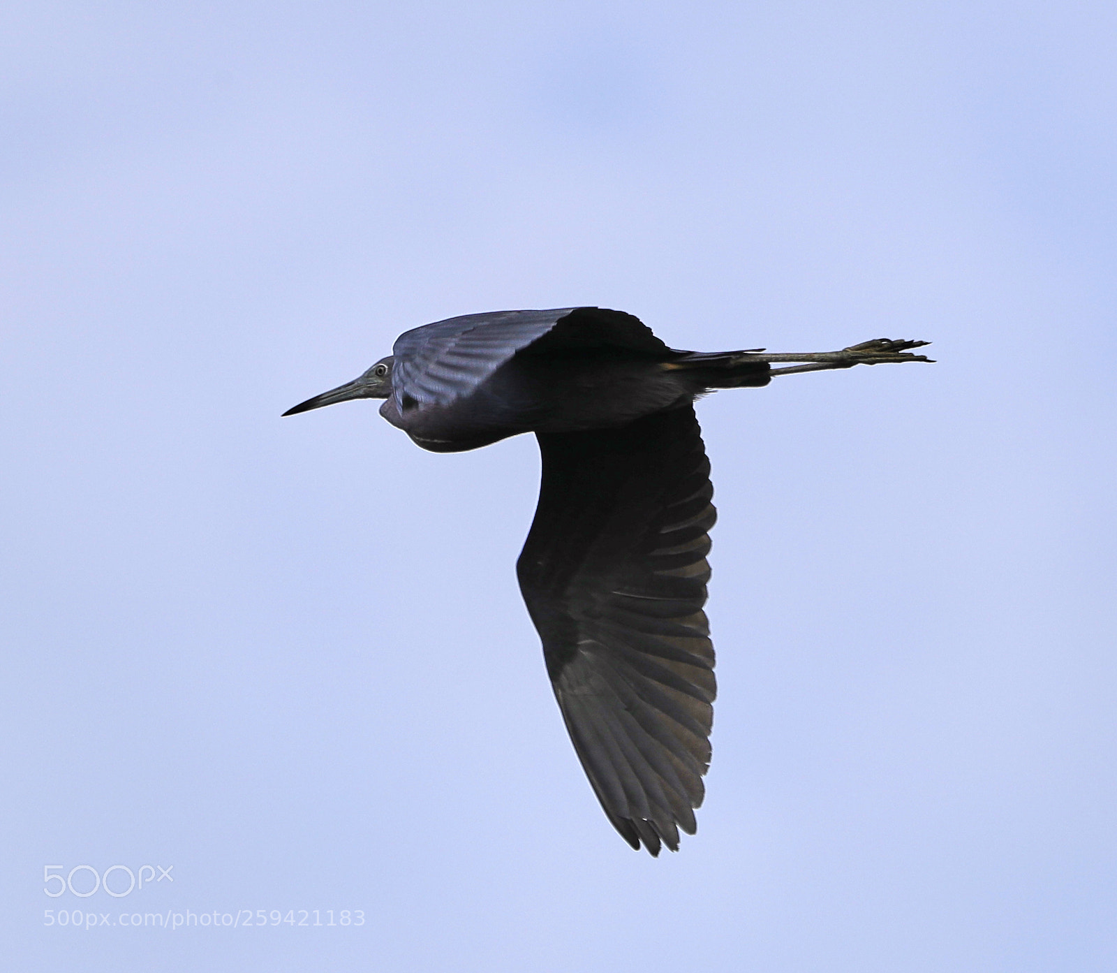 Canon EOS-1D X Mark II sample photo. 05-25-18-0019725.jpg photography