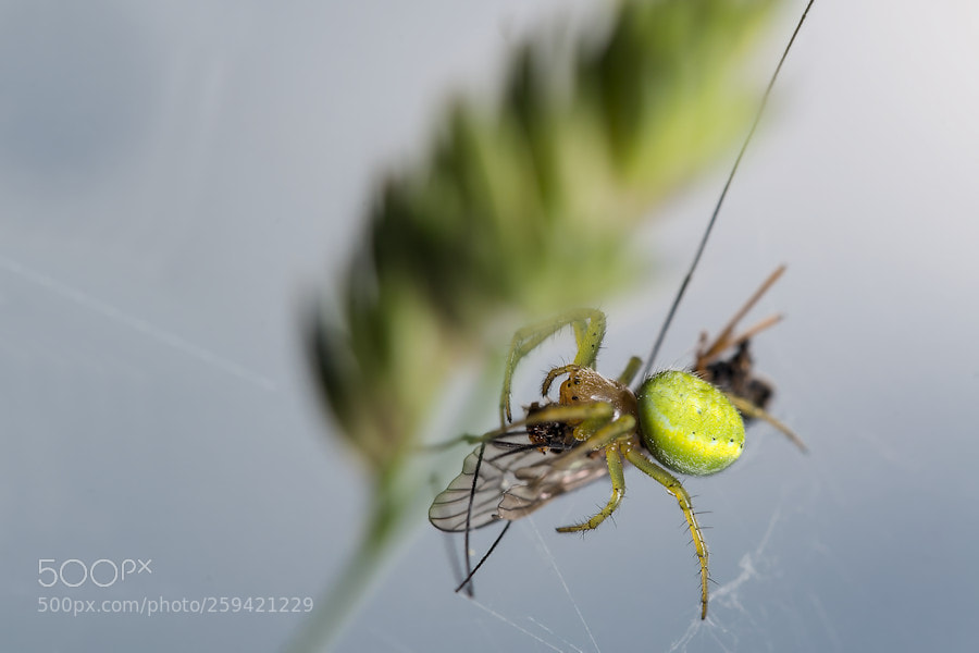 Canon EOS 6D sample photo. Kürbisspinne mit beute photography