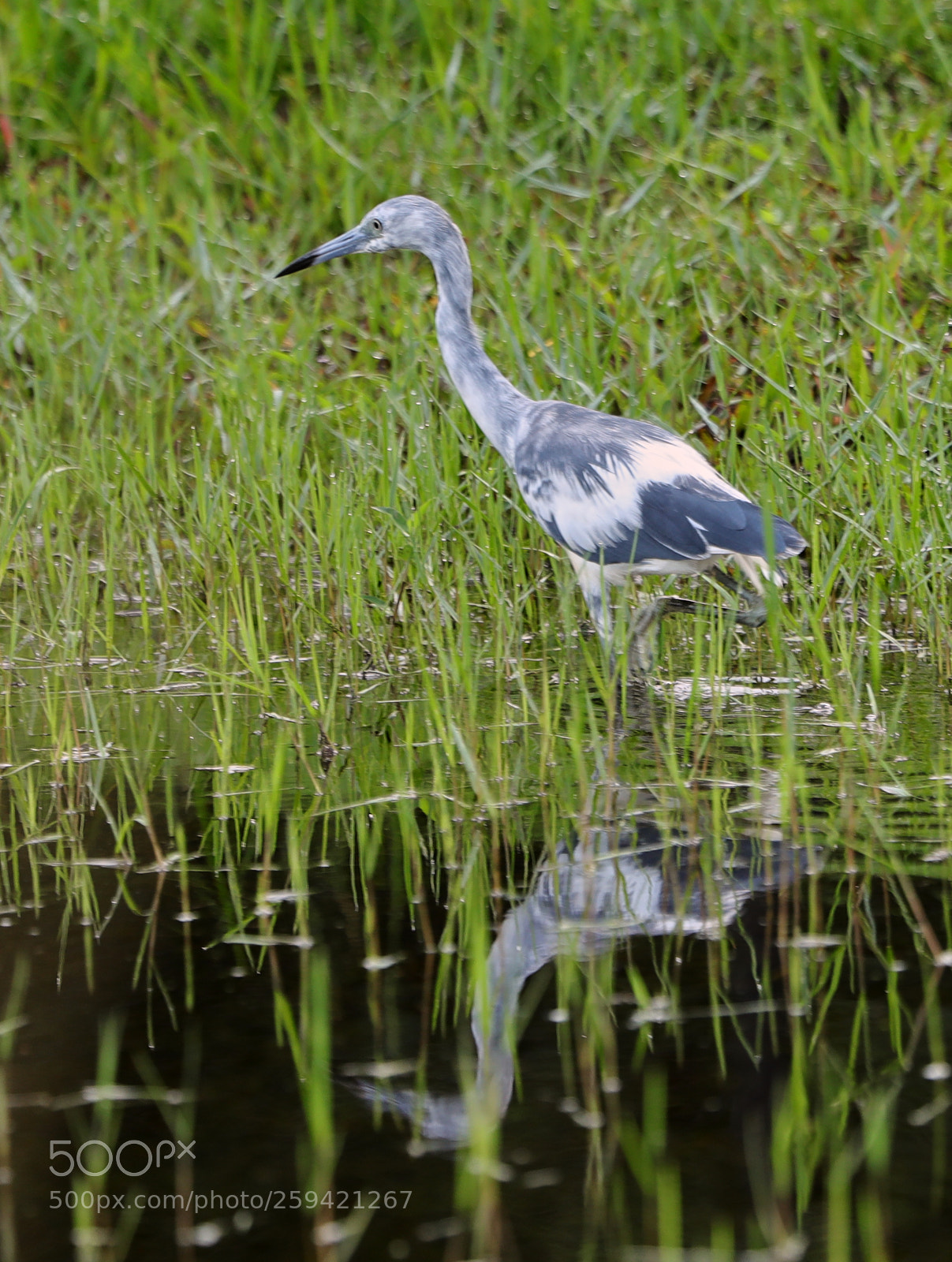Canon EOS-1D X Mark II sample photo. 05-25-18-0019706.jpg photography