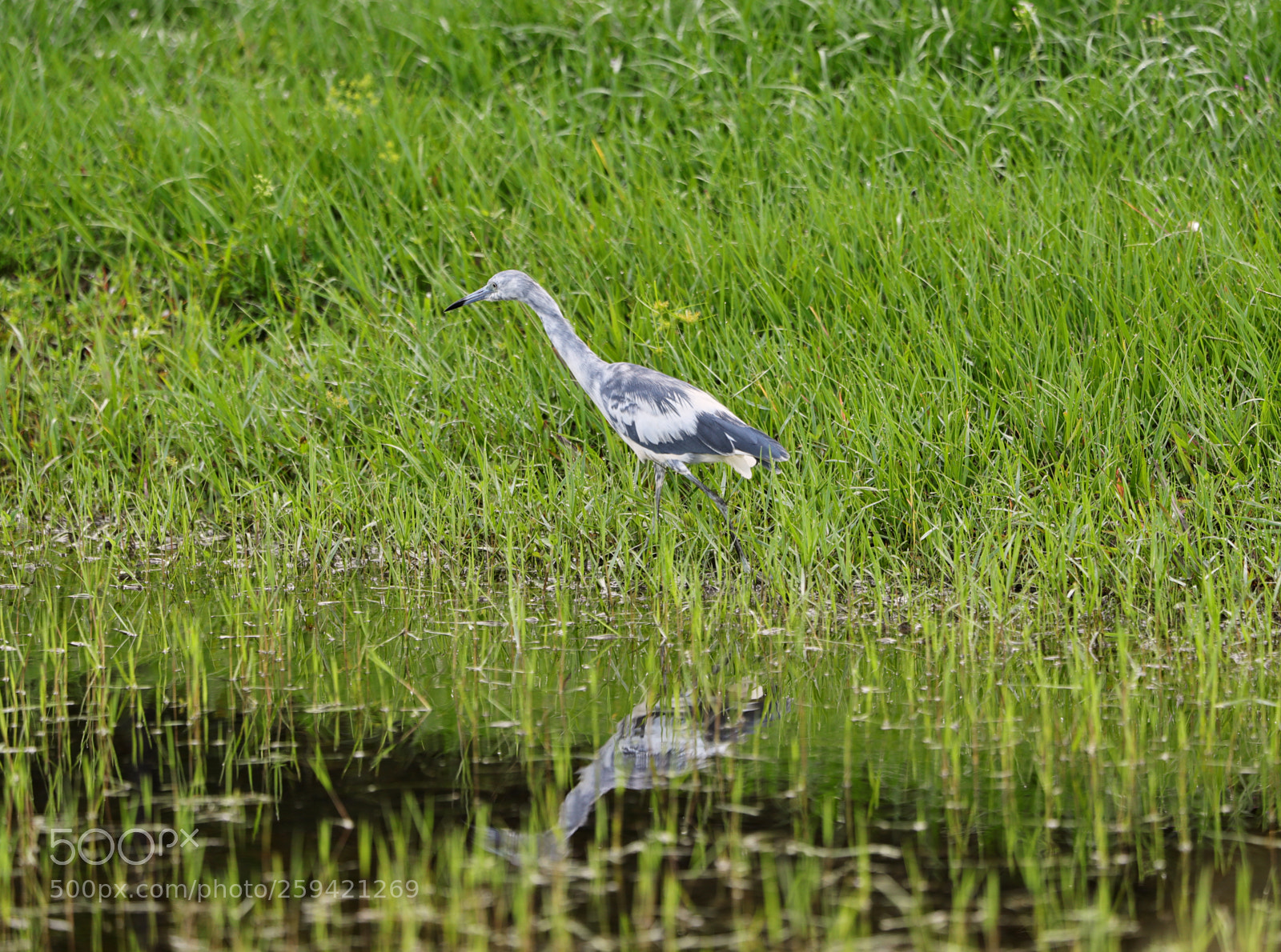 Canon EOS-1D X Mark II sample photo. 05-25-18-0019707.jpg photography