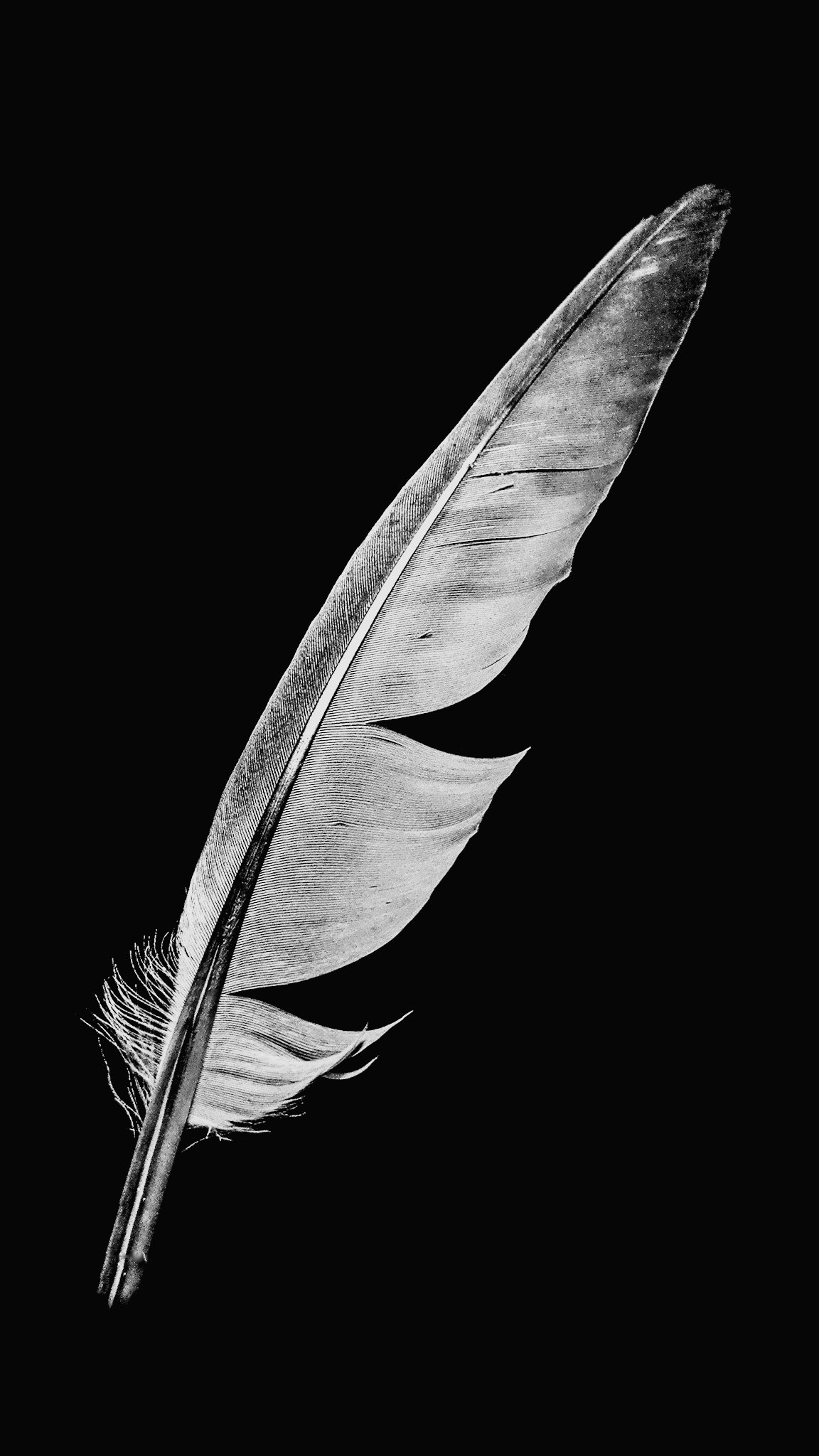 ASUS Z017DB sample photo. Feather photography