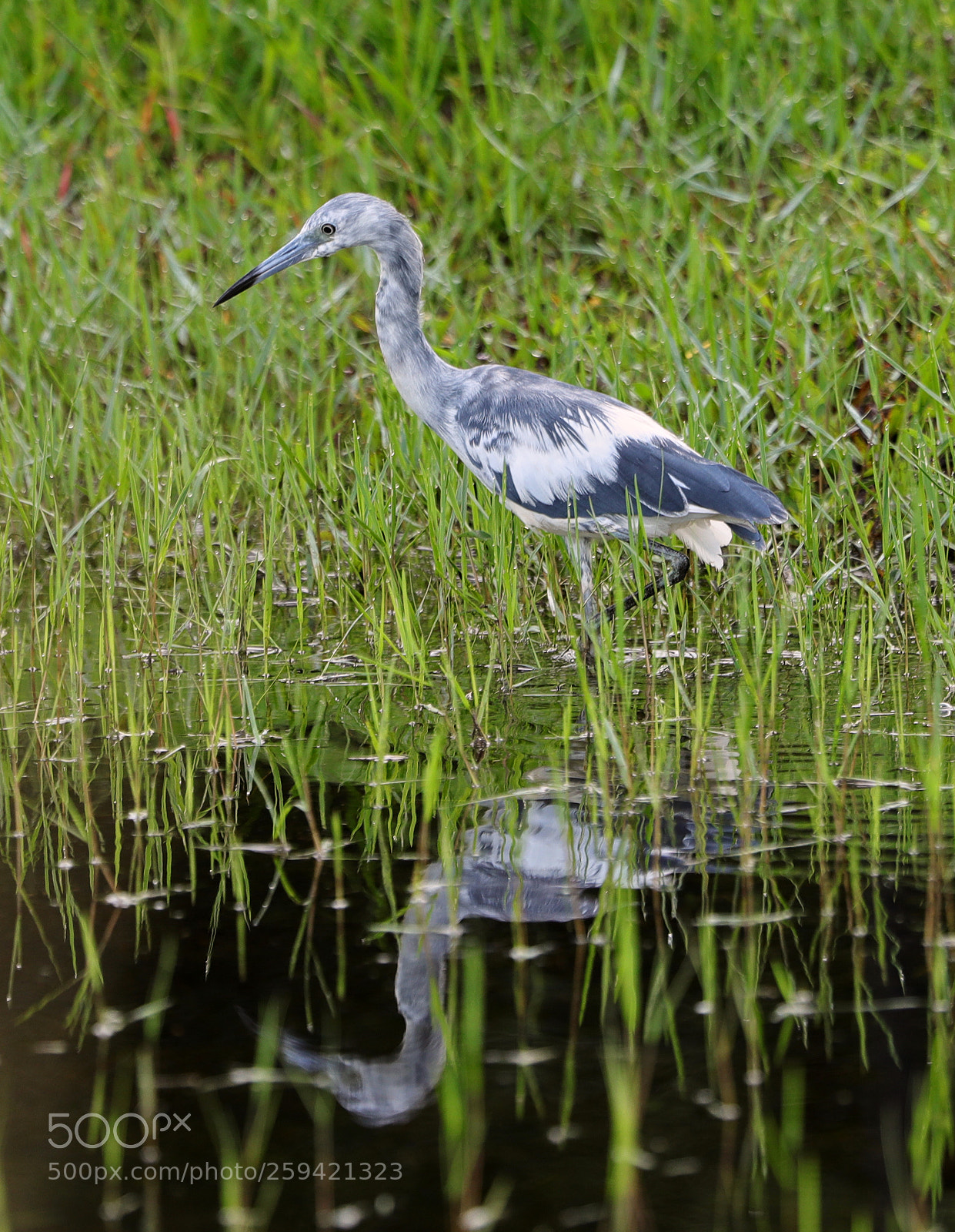 Canon EOS-1D X Mark II sample photo. 05-25-18-0019705.jpg photography