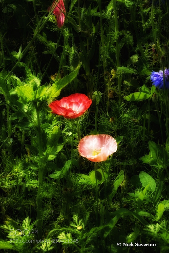 Sony a7R sample photo. Inside the wild nature photography