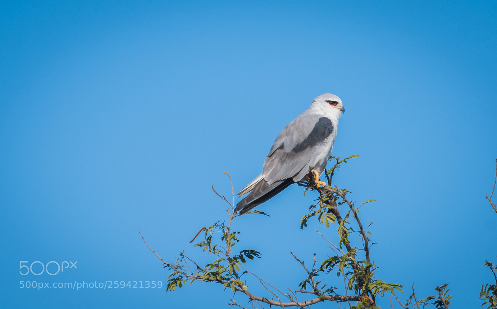 Nikon D500 sample photo. Black-shouldered kite photography