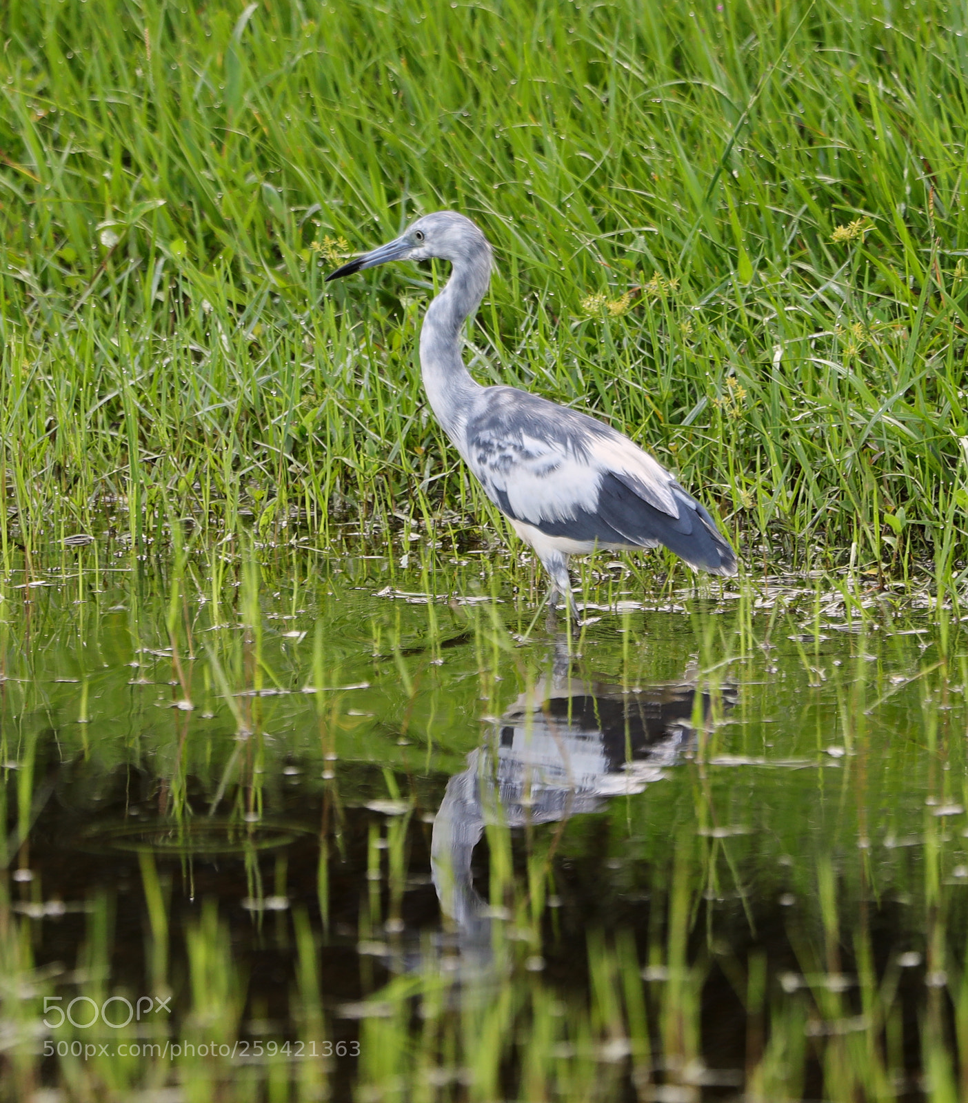 Canon EOS-1D X Mark II sample photo. 05-25-18-0019699.jpg photography