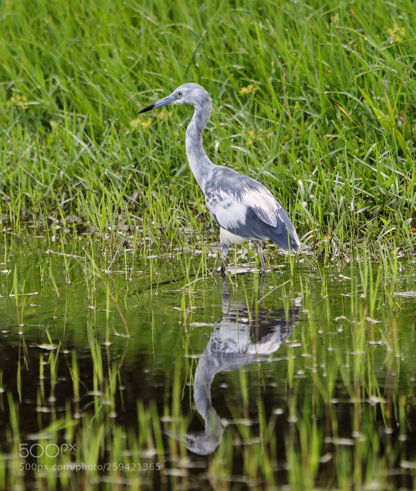 Canon EOS-1D X Mark II sample photo. 05-25-18-0019700.jpg photography