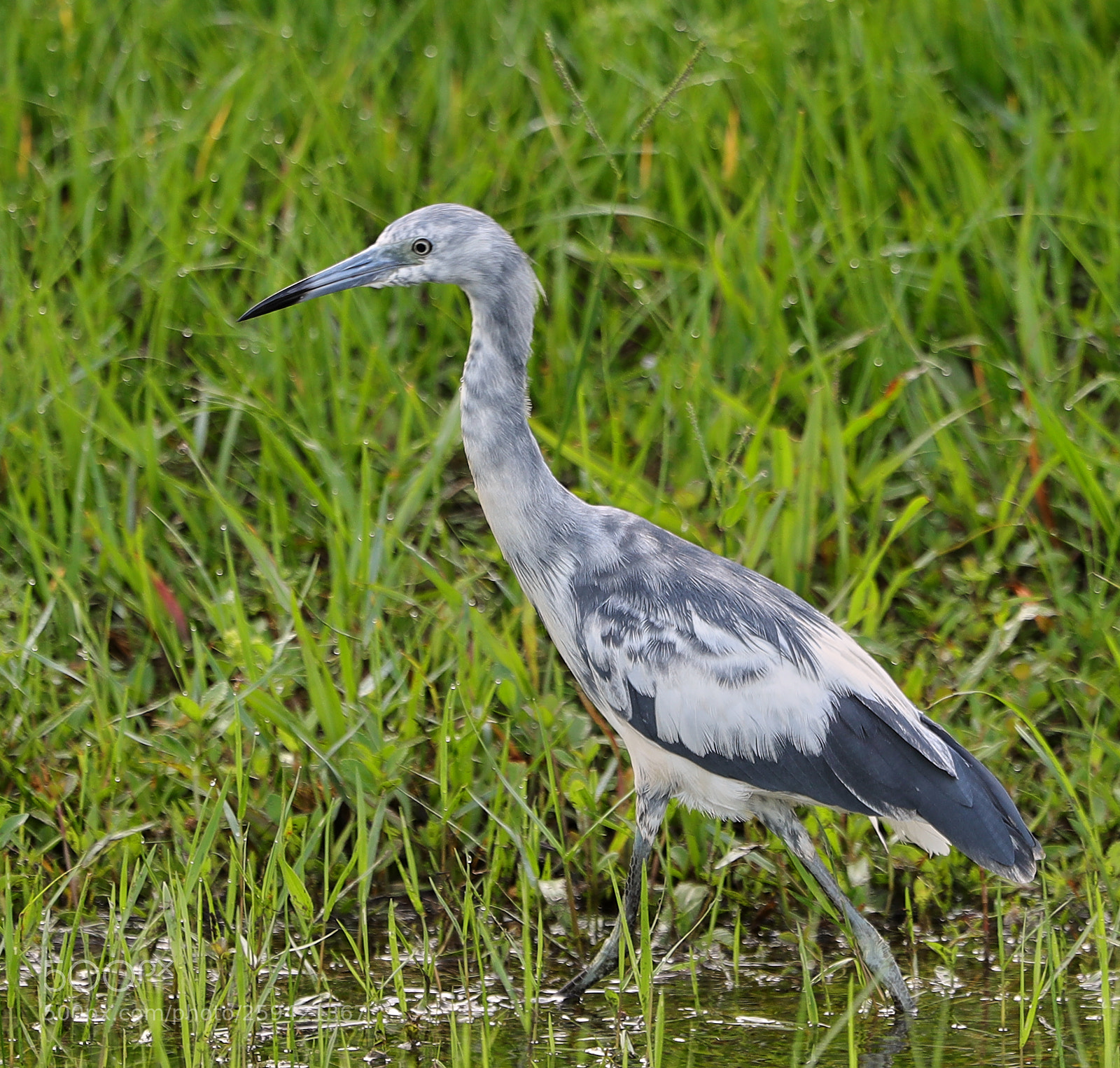 Canon EOS-1D X Mark II sample photo. 05-25-18-0019698.jpg photography