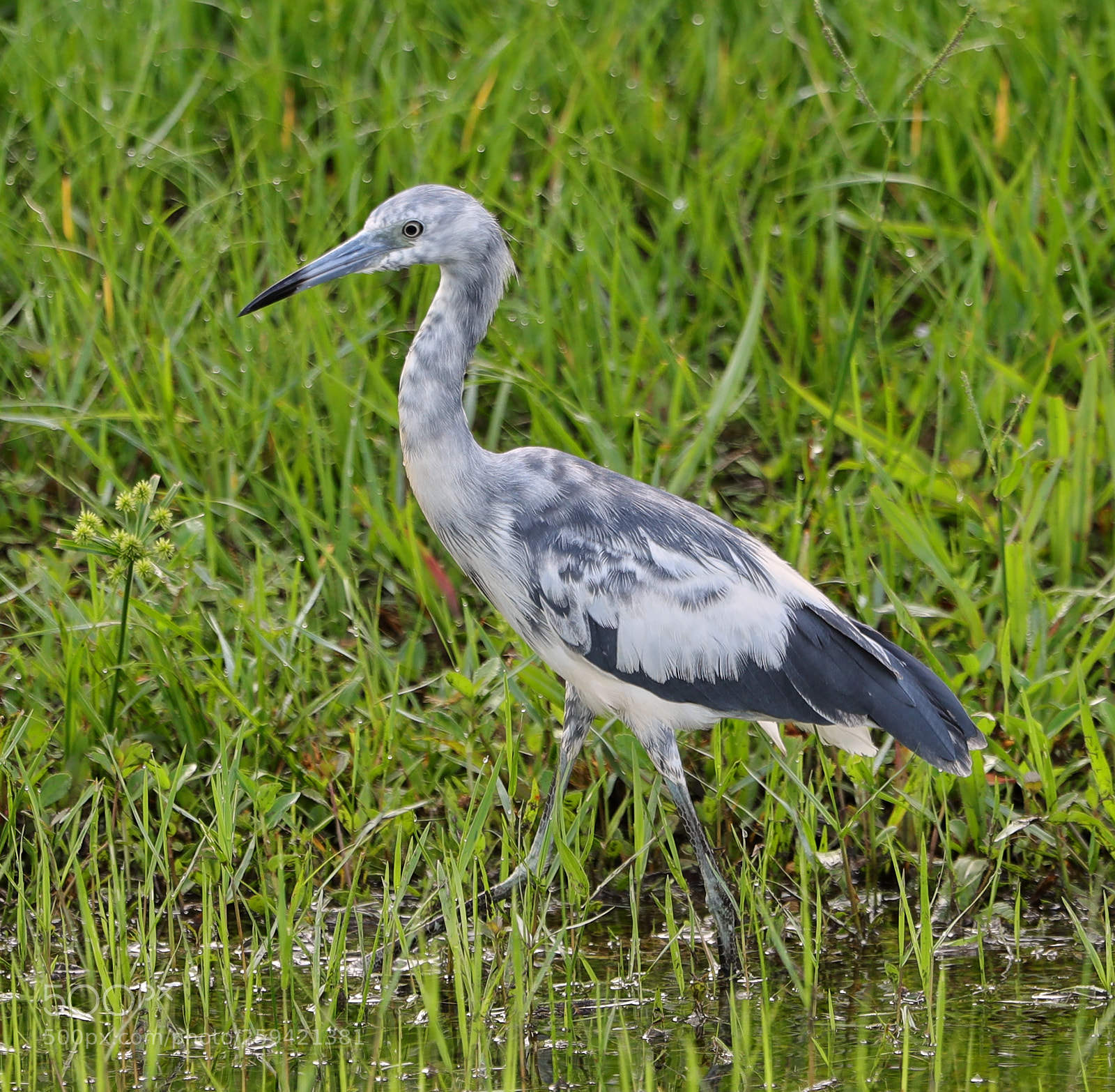 Canon EOS-1D X Mark II sample photo. 05-25-18-0019697.jpg photography