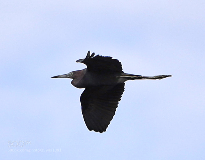 Canon EOS-1D X Mark II sample photo. 05-25-18-0019696.jpg photography