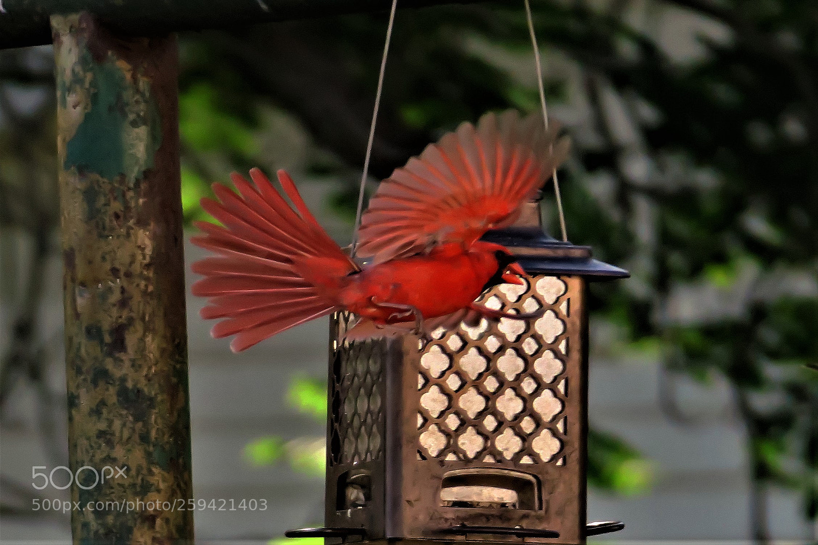 Canon PowerShot G3 X sample photo. Cardinal photography