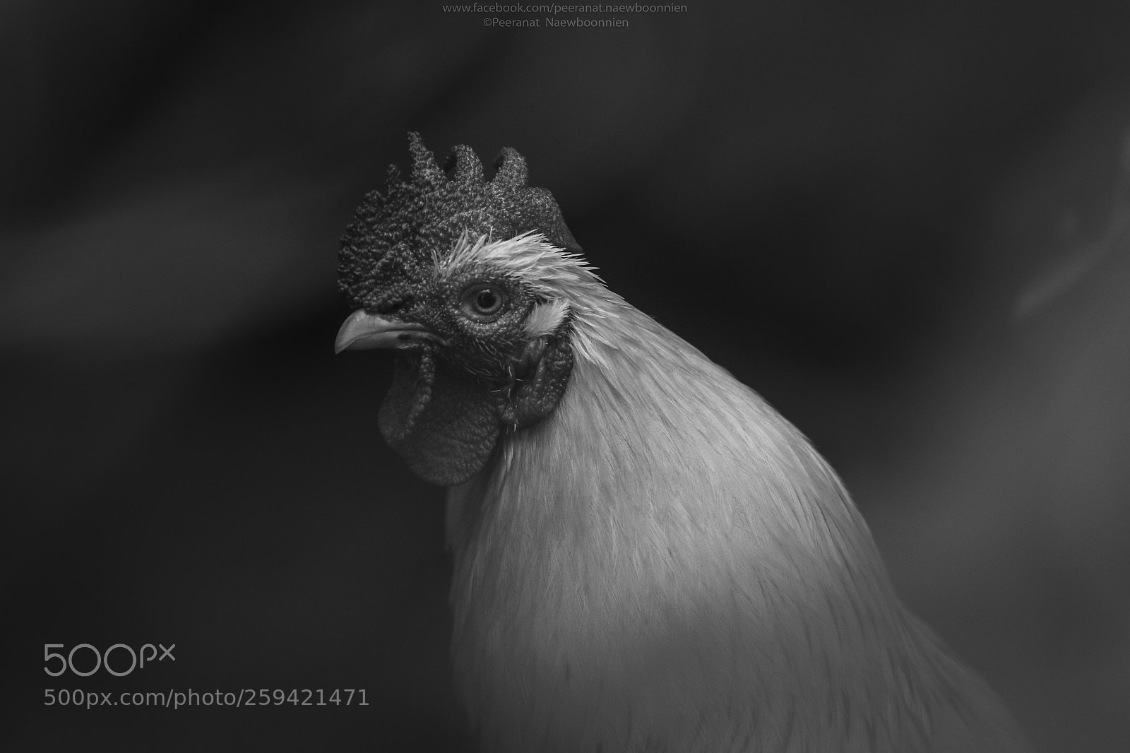 Canon EOS 7D Mark II sample photo. Rooster photography