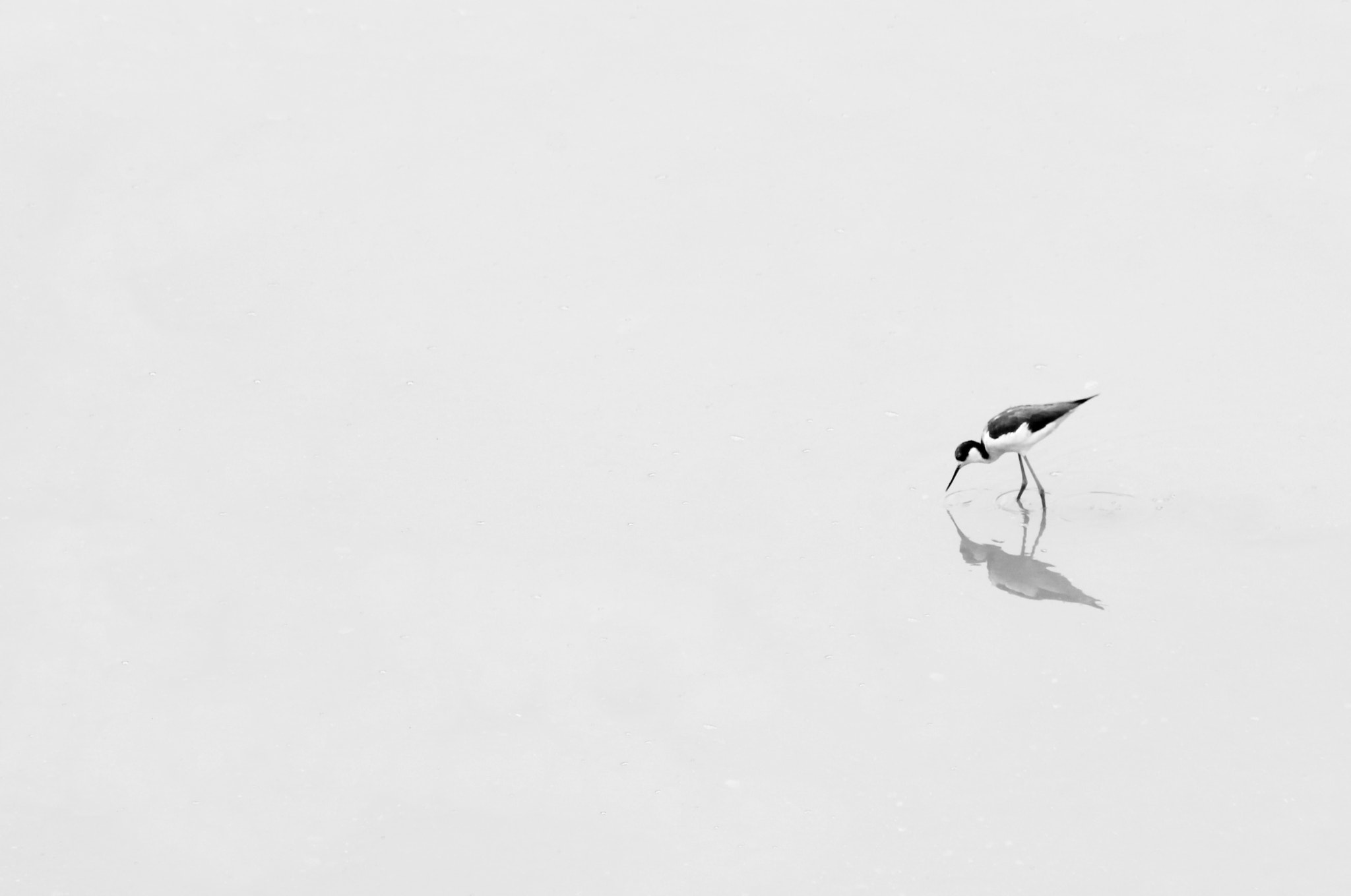 Canon EF 75-300mm f/4-5.6 USM sample photo. Stilt photography