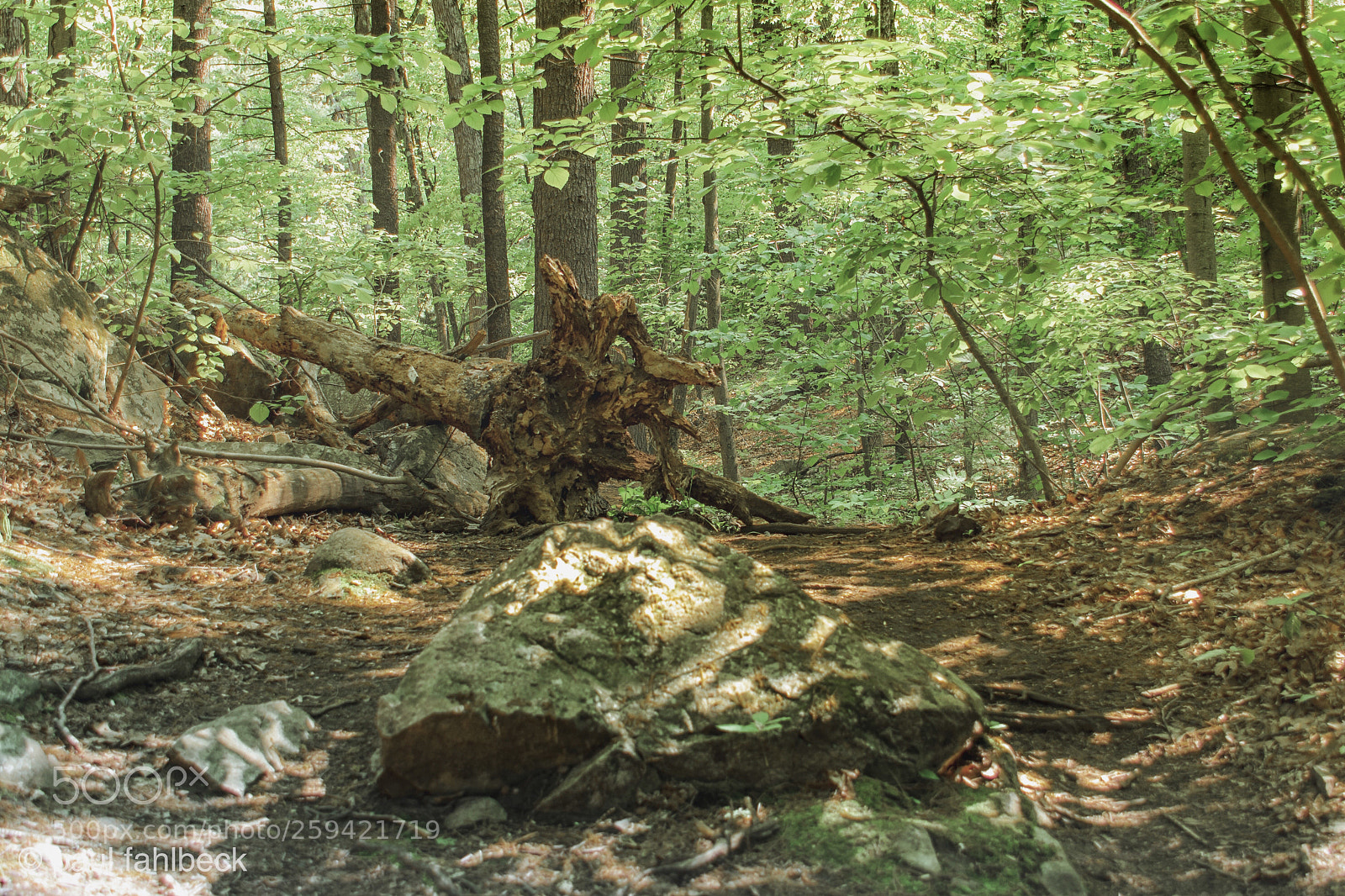 Nikon D7200 sample photo. Untitled photography