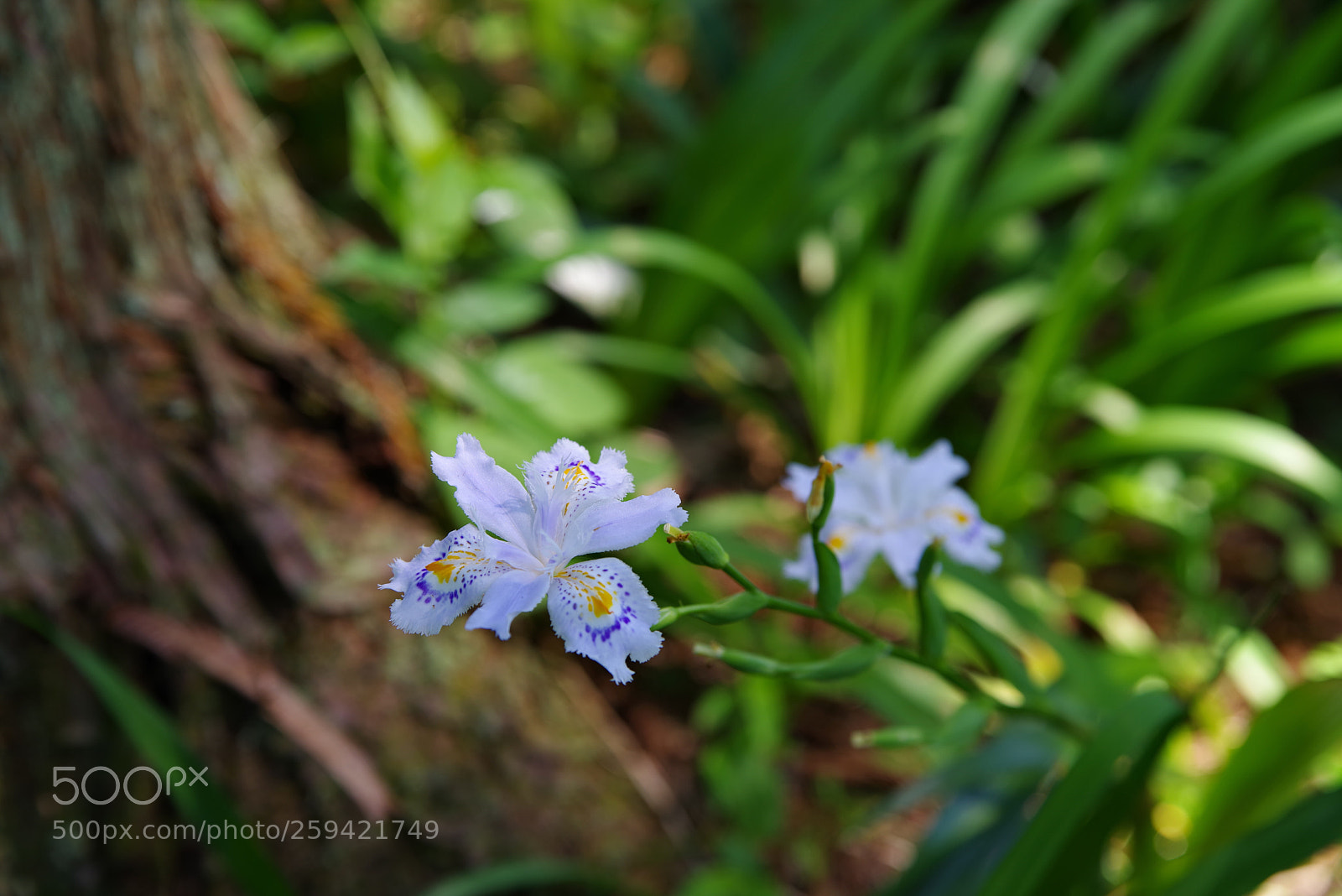 Pentax K-1 sample photo. Untitled photography