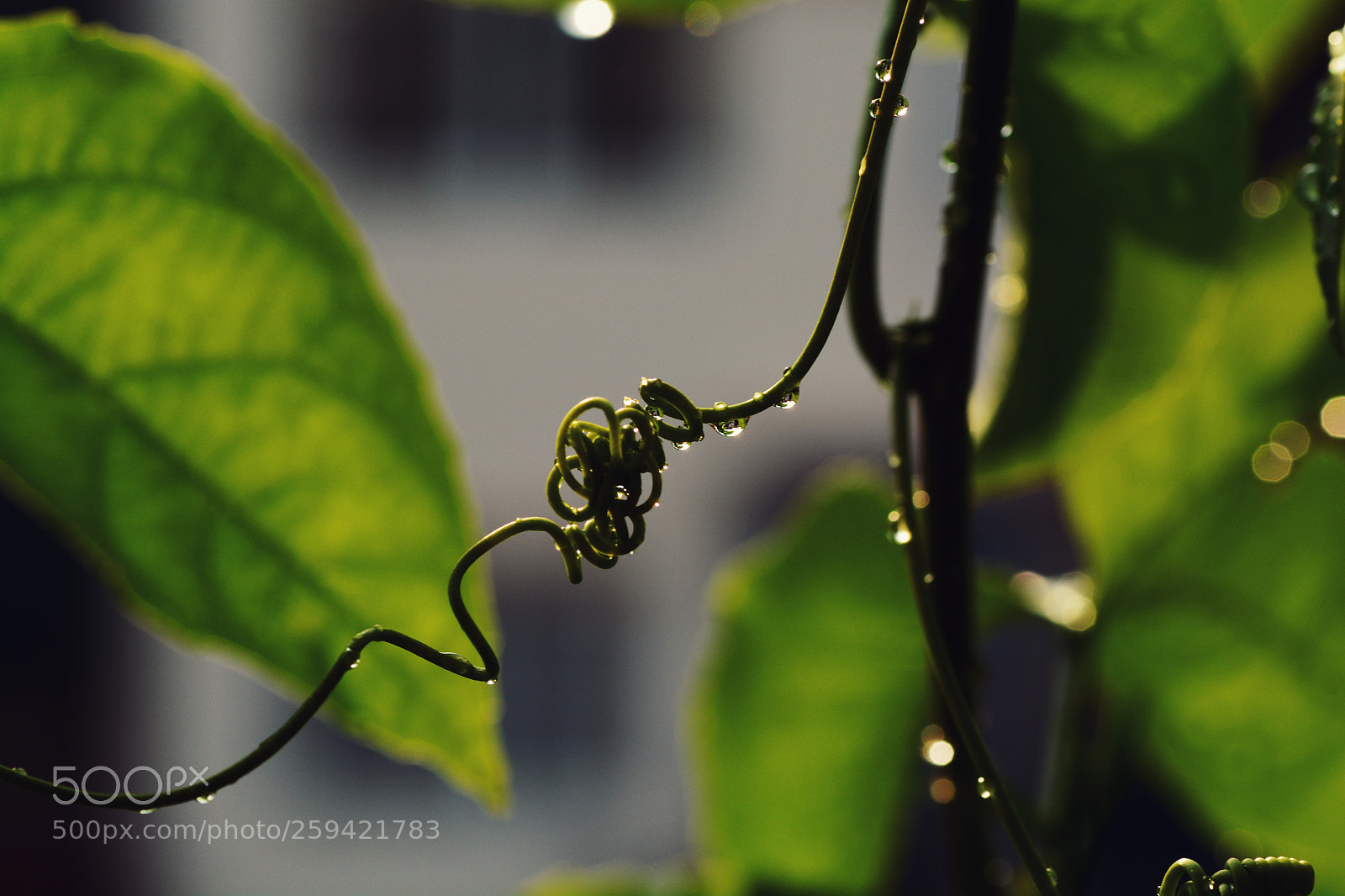Nikon D7100 sample photo. Untitled photography