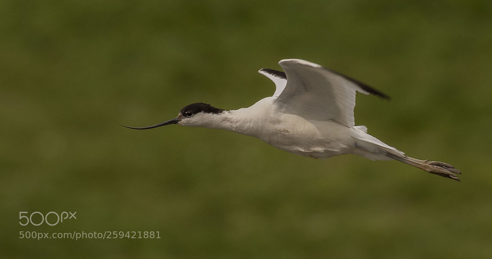 Canon EOS 7D Mark II sample photo. Avocet photography
