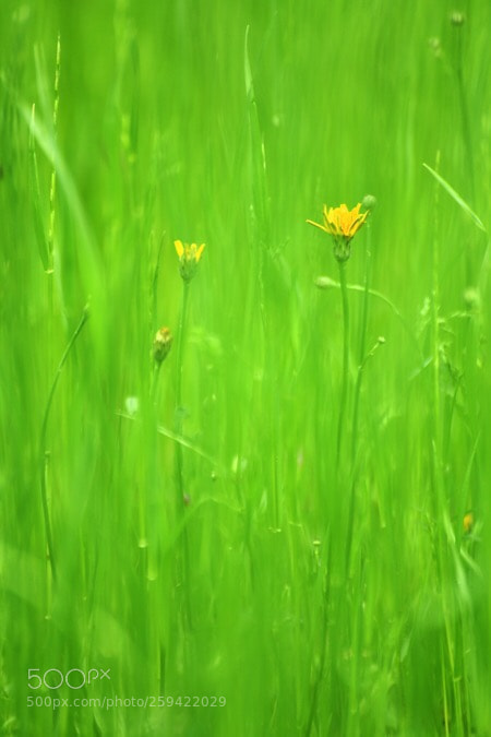 Nikon D850 sample photo. Growing! photography