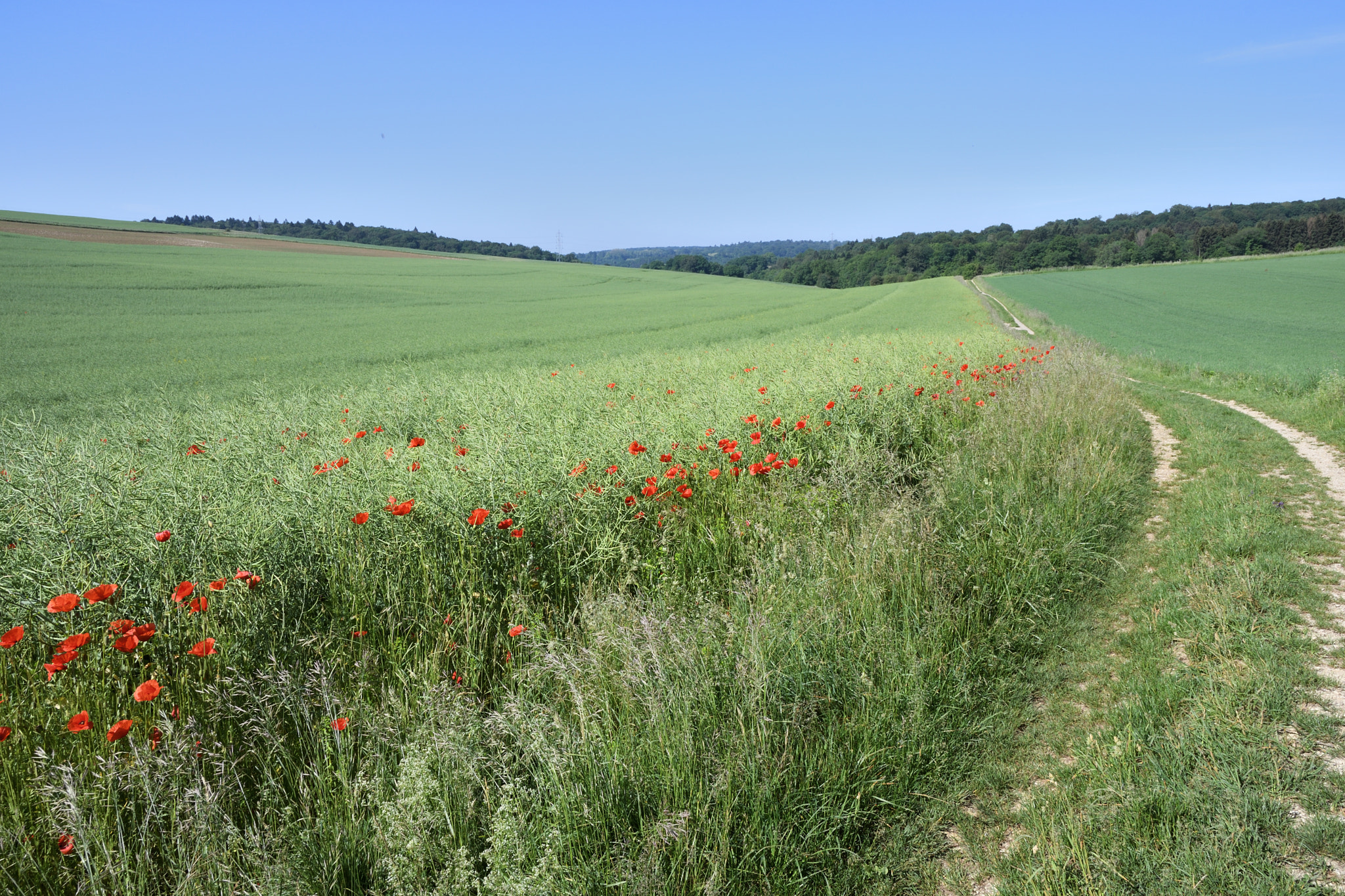 Nikon D500 + Sigma 17-50mm F2.8 EX DC OS HSM sample photo. La campagne.jpg photography