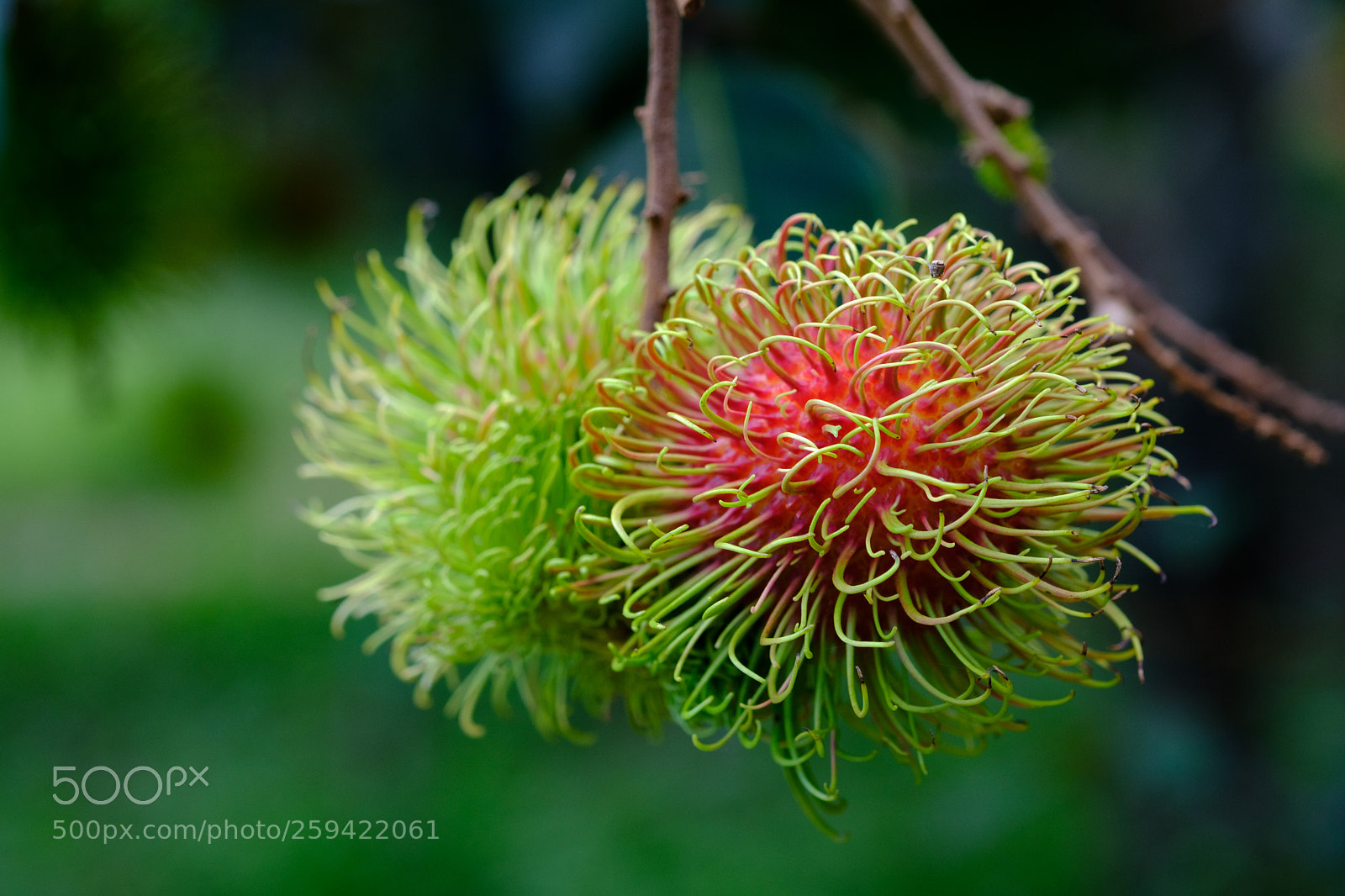 Fujifilm X-T2 sample photo. Red rambutan photography