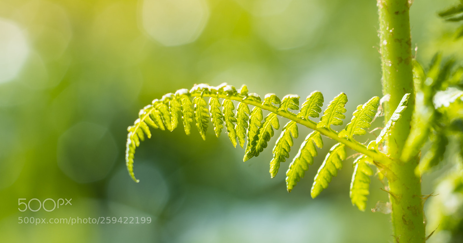 Nikon D7200 sample photo. Warm fern photography