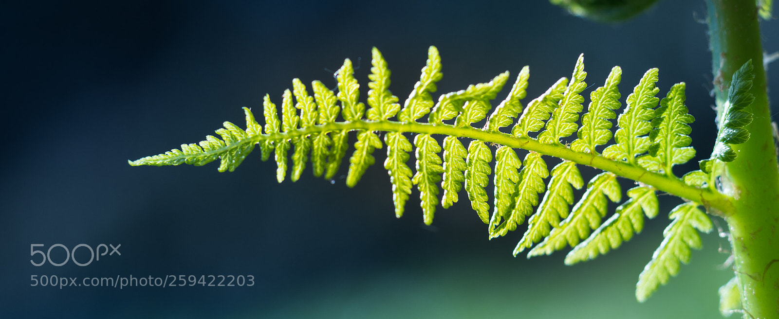 Nikon D7200 sample photo. Cold fern photography