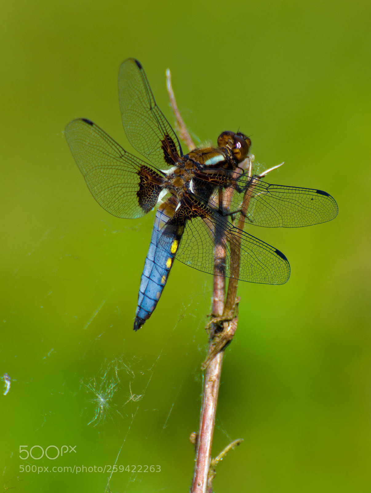 Nikon D7200 sample photo. Dragonfly photography