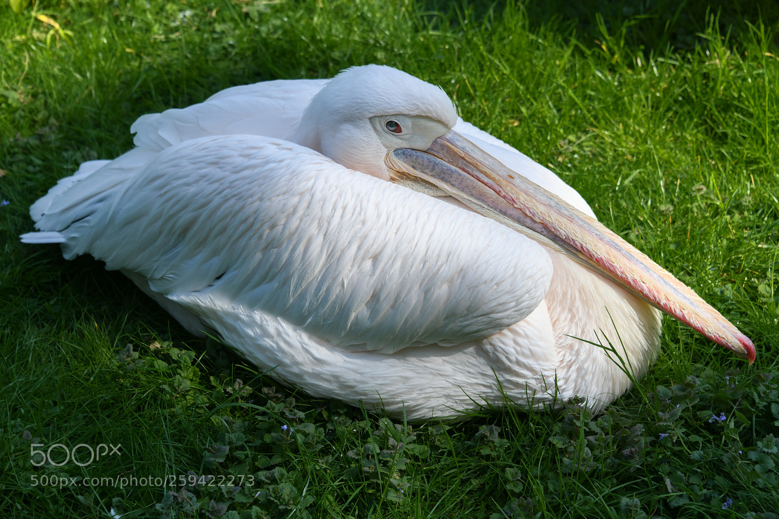 Nikon D850 sample photo. Pelican photography