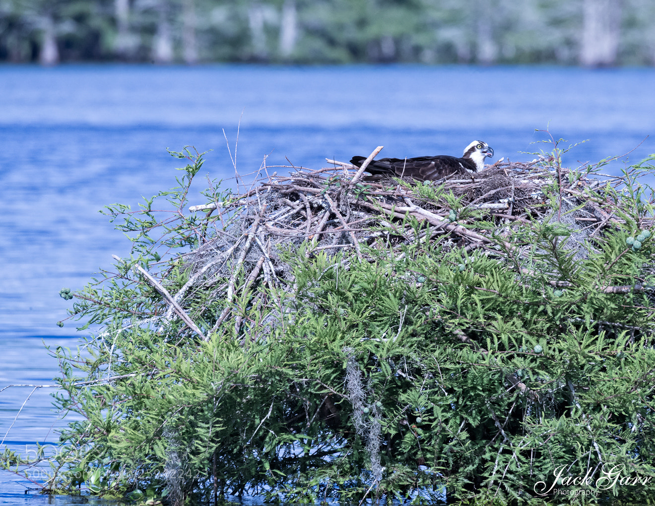Canon EOS-1D X Mark II sample photo. Osprey on nest photography