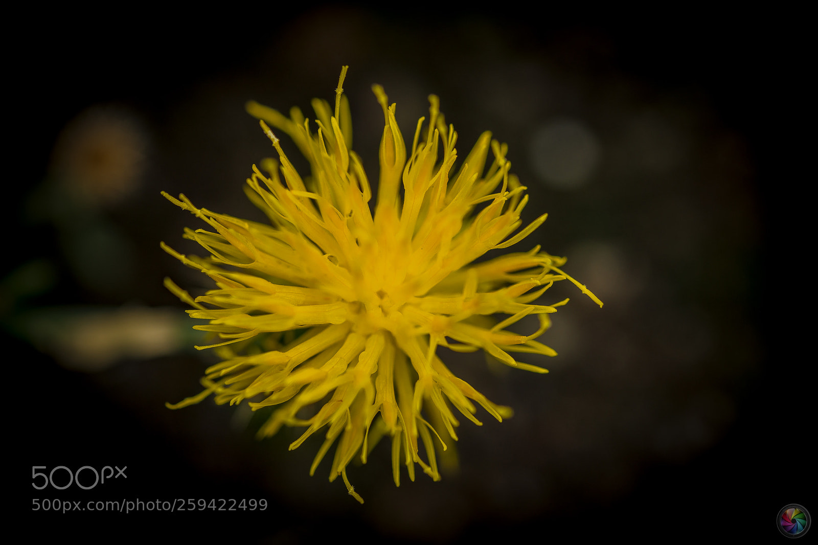Sony SLT-A99V sample photo. Botanischen gartens st.gallen photography