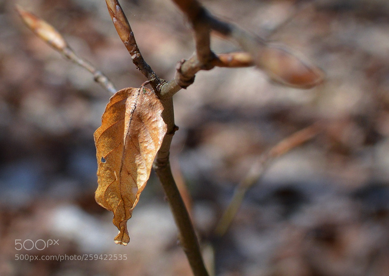 Nikon D3200 + Nikon AF-S DX Nikkor 35mm F1.8G sample photo. *** photography