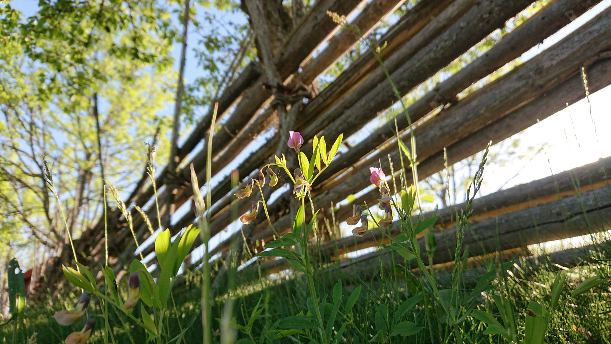 Sony Xperia XZ2 Compact sample photo. Spring sunlight photography