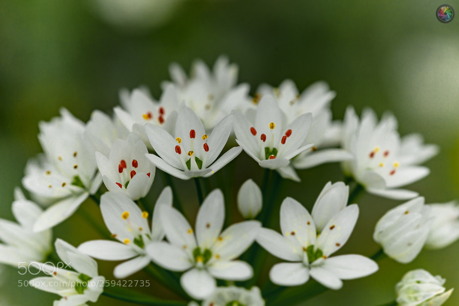 Sony SLT-A99V sample photo. Botanischen gartens st.gallen photography