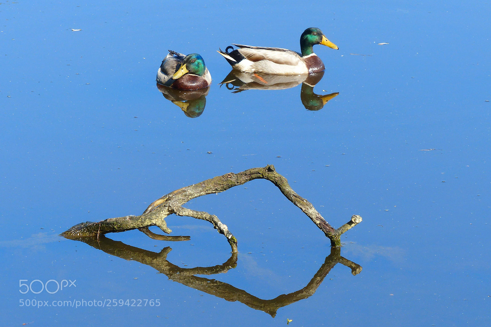 Panasonic Lumix DMC-FZ200 sample photo. Miroir des colverts photography