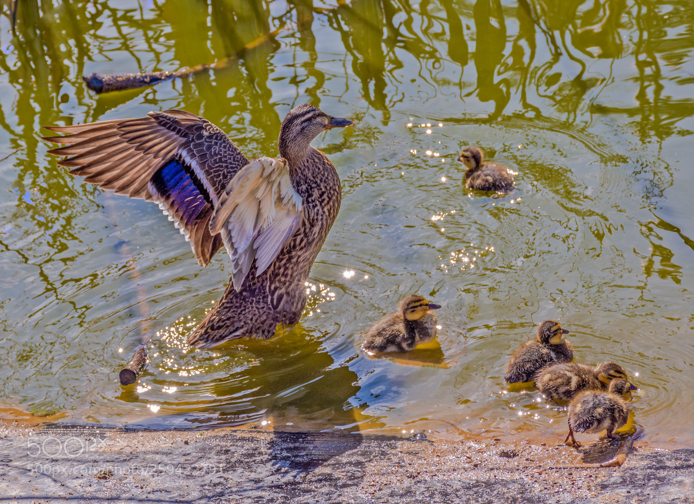 Nikon D7100 sample photo. Mallard and young photography